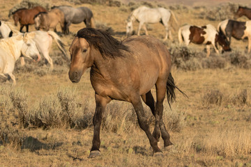 wild stallion