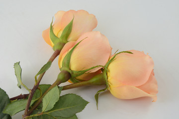 Wall Mural - Three peach colored roses against white background