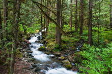 Mountain Forest Stream In Lush Forest