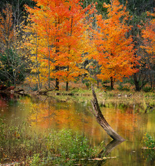 Wall Mural - Caesar Creek Autumn