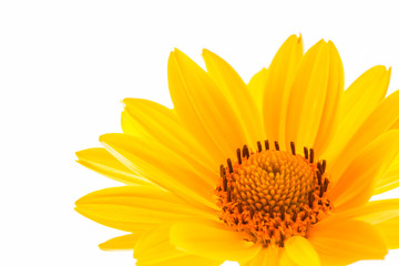 yellow flower isolated