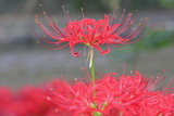 red spider lily of Japan