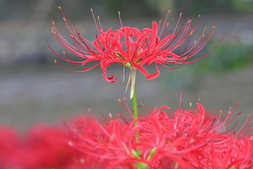 Wall Mural - red spider lily of Japan