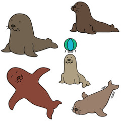 Wall Mural - vector set of sea lion