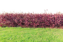 Purple Bush Isolated On White Background