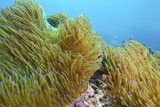 Fototapeta Do akwarium - soft coral and coral reef