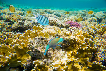 coral reef of the red sea 