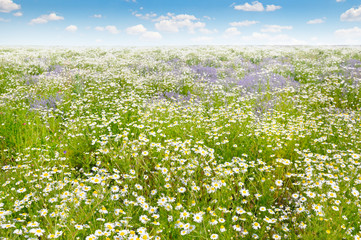 Field with daisies and blue sky, focus on foreground