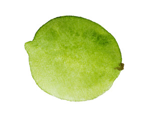 Watercolor lime isolated on white background