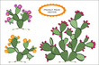 © Toltemara - Prickly Pear vector. Prickly pear cactus with fruits, and flowers. Pink and yellow variants of blossoming.