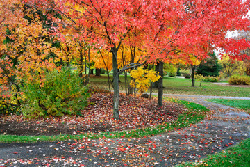 Wall Mural - Autumn Walkway