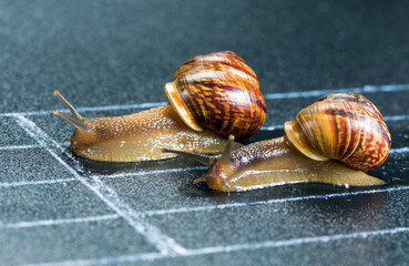 Snails on the athletic track approaching the finish line