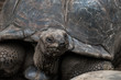 Seychellen - La Digue - Riesenschildkröte in Union Estate