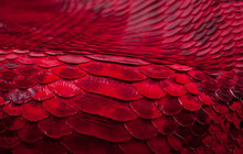 Python Snakeskin Leather Background, Snake Skin, Texture, Animal, Reptile
