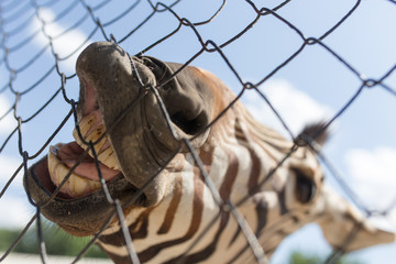 Sticker - smile zebra in zoo in nature