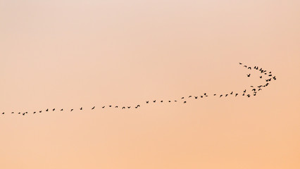 Canvas Print - a flock of birds at sunset