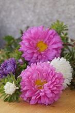 Colorful Flowers - Asters, Callistephus Chinensis
