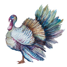 Thanksgiving  Turkey
