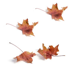 Wall Mural - seamless pattern maple leaf yellow red autumn