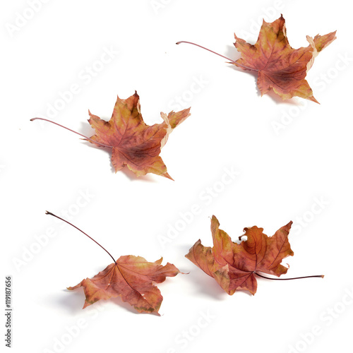 seamless pattern maple leaf yellow red autumn