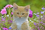 Fototapeta Koty - Ginger tabby Kitten sitting among flowers