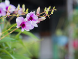 Fototapeta Storczyk - Purple orchids.
