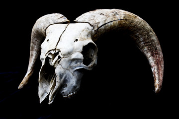 Horned Ram Sheep Skull Head On Black Background