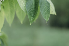 Green Smooth Leaves On A Green Blurred Background