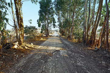 Wall Mural - Country Dirt Road