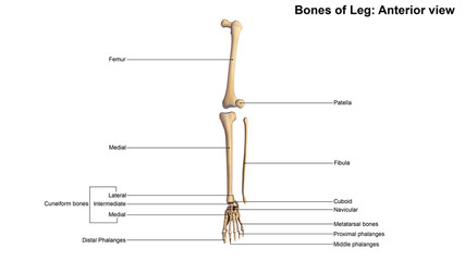 Wall Mural - Bones of Leg_Anterior view