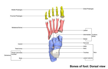 Wall Mural - Foot Dorsal view