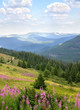 © Anastasiia Malinich - Landscape with spruce, mountains and glade with blooming fireweed Epilobium angustifolium, Chamerion angustifolium, willowherb. Carpathian mountains. Ukraine