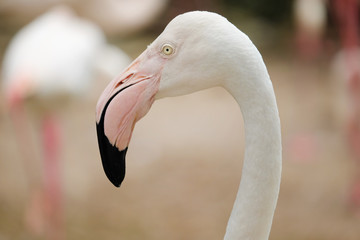 Wall Mural - Beautiful pink big bird Greater Flamingo - Soft Focus