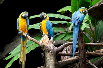 Poster - Blue-and-yellow macaw (Ara ararauna), Macaw parrot