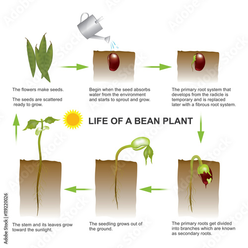 Life of a bean plant. Seed germination is a process by