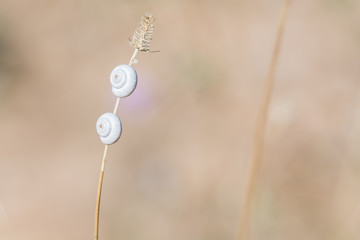 Snail houses on a dry plant