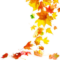 Wall Mural - isolated autumn maple leaves falling to ground