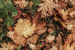 Autumn mood from avaricious paints of fall from dry maple leaves under legs.