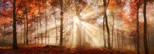 Besondere Lichtstimmung In Einem Nebligen Wald Im Herbst, Panorama Format