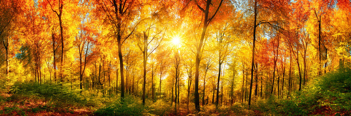 Wall Mural - Wald Panorama mit Sonne an einem schönen Tag im Herbst