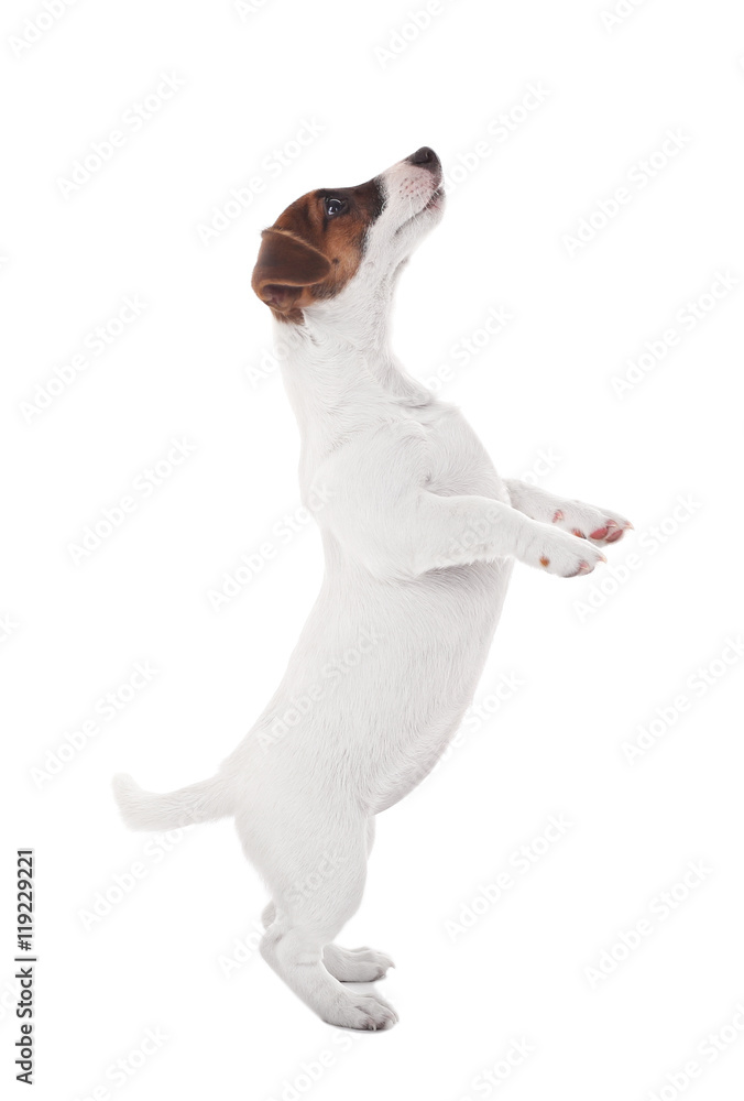 Jack Russell terrier, isolated on white