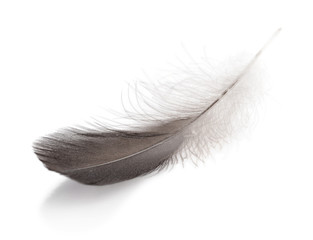 Gray small feather