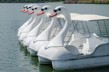 Swan Boats Float Parking In The Lake Of Public Park.