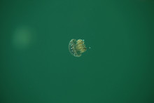 Underwater World -  Young And Tiny Jellyfish Phyllorhiza Punctata Swimming