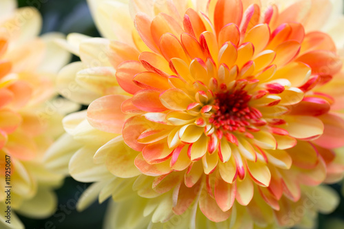 Cuadros en Lienzo Dahlia flores de cerca para el fondo amarillo.