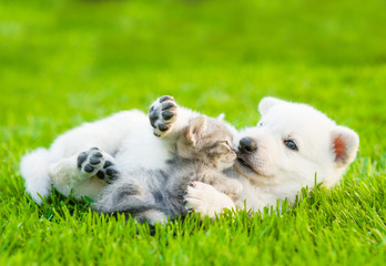 Poster - White Swiss Shepherd`s puppy playing with tiny kitten on green grass