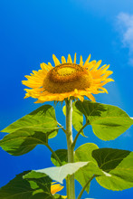 Beautiful Sunflower On The Blue Sky

