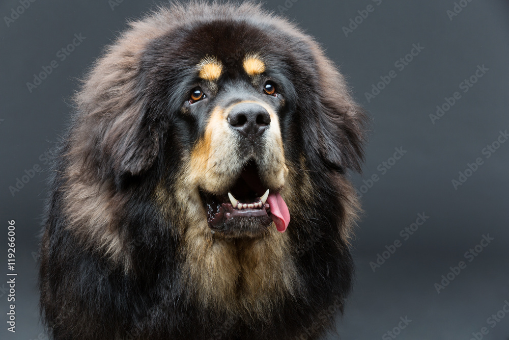Beautiful big Tibetan mastiff dog - obrazy, fototapety, plakaty 