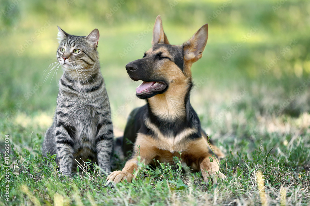 Cute dog and cat on green grass