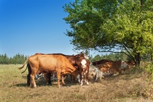 Cows Are Hiding In The Shade Of Bushes. Sunny Day On The Farm. Midday Heat Pastures. Breeding Cows On A Rural Farm In The Czech Republic.
